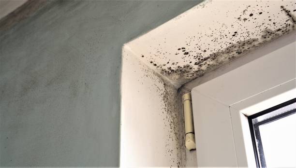 Reliable Casa Blanca, AZ Mold Removal Solutions
