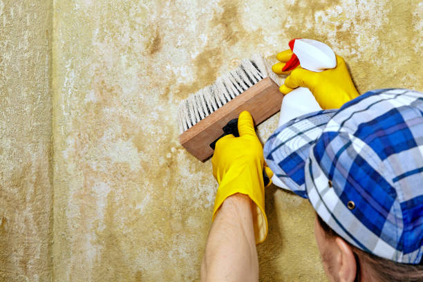 Dehumidification Services in Casa Blanca, AZ