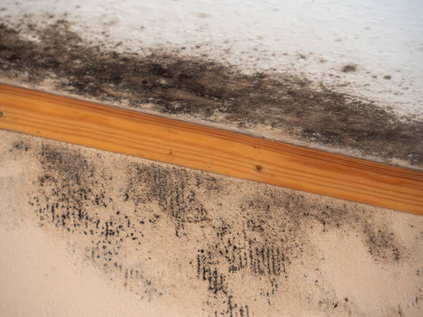 Mold Documentation for Insurance Claims in Casa Blanca, AZ