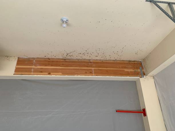 Best Commercial Mold Inspection  in Casa Blanca, AZ