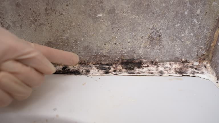 Best Mold Odor Removal Services  in Casa Blanca, AZ