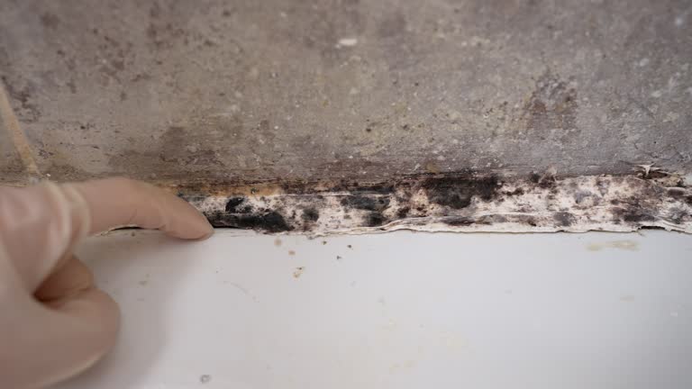 Best HVAC Mold Inspection and Cleaning  in Casa Blanca, AZ