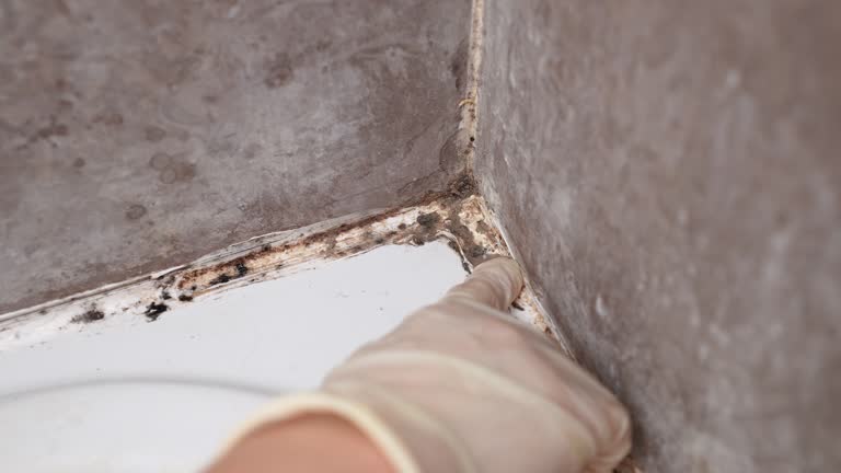 Best Basement Mold Removal  in Casa Blanca, AZ